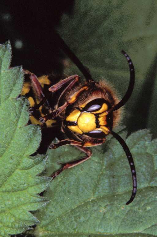 Dolichovespula_sylvestris_P1239_Z_75_Les Gris_Frankrijk.jpg